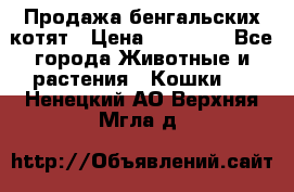 Продажа бенгальских котят › Цена ­ 20 000 - Все города Животные и растения » Кошки   . Ненецкий АО,Верхняя Мгла д.